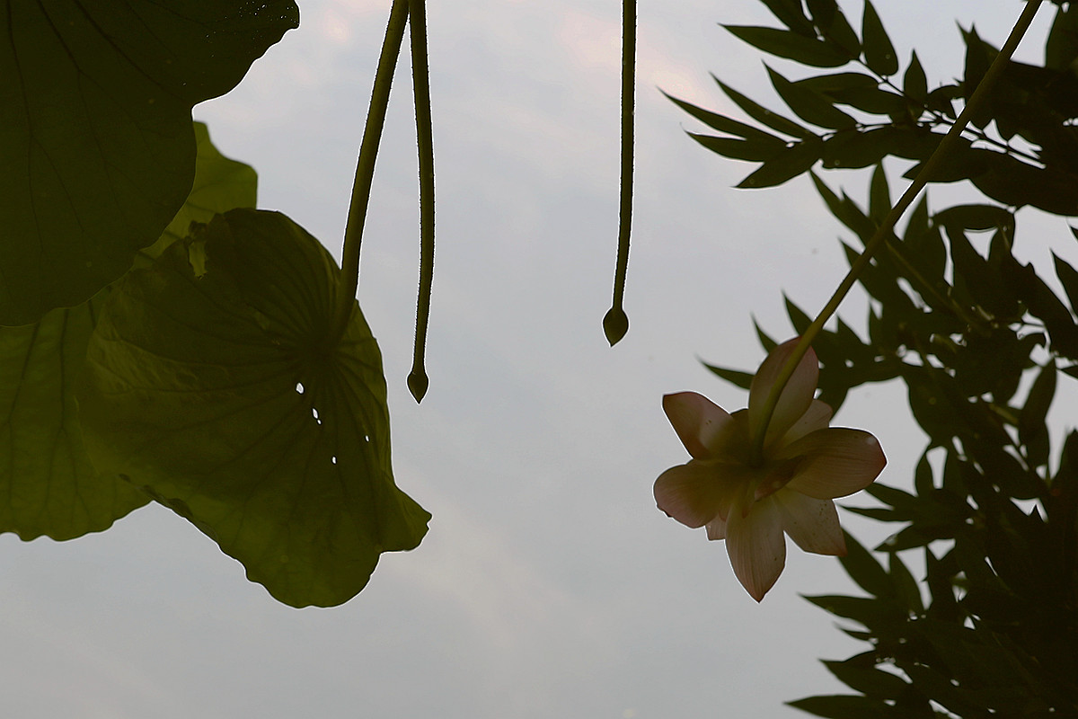 意將彩顏染池塘