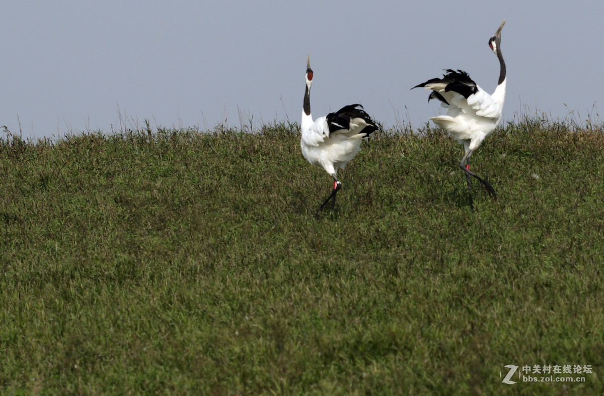 丹顶鹤，又称仙鹤。
