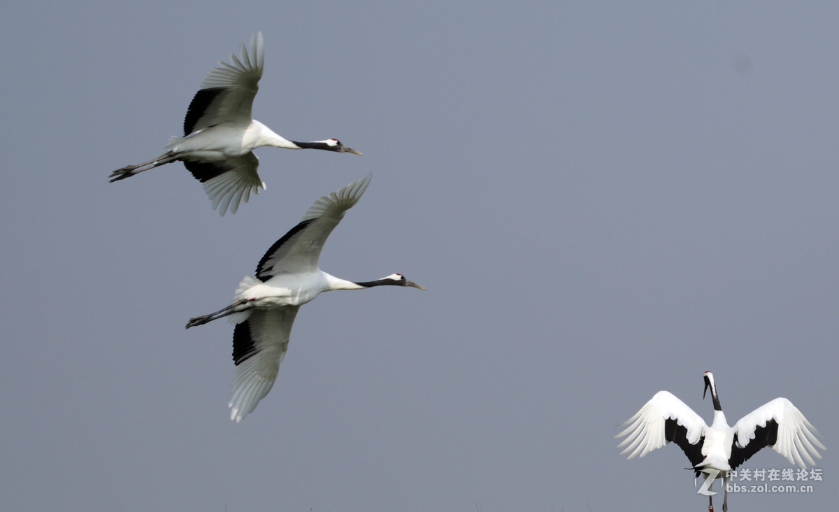 丹顶鹤，又称仙鹤。
