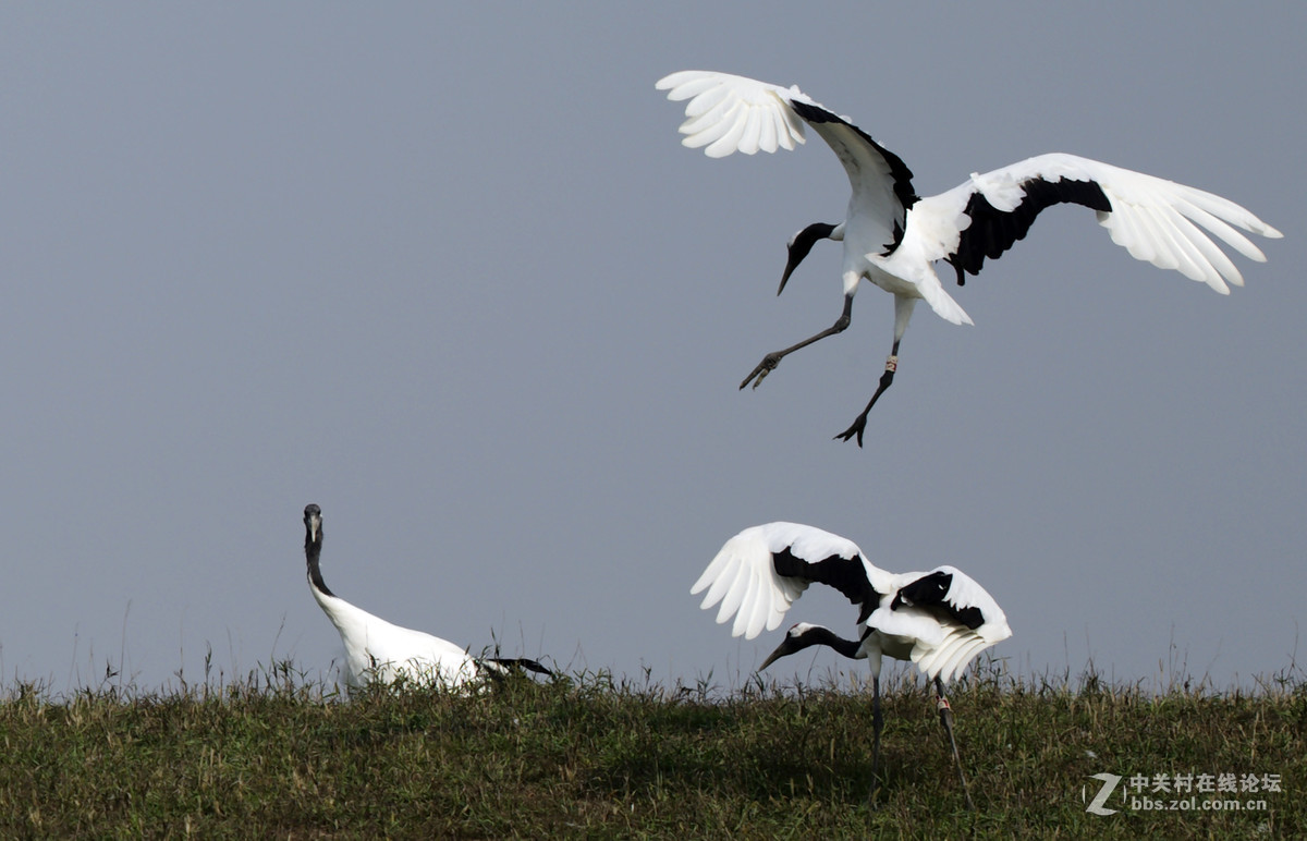 丹顶鹤，又称仙鹤。