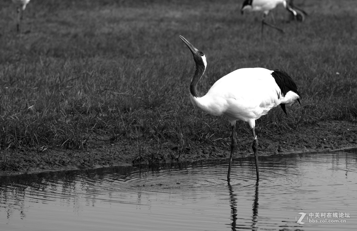 丹顶鹤，又称仙鹤。