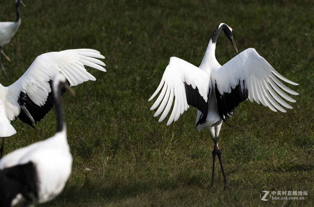 丹顶鹤，又称仙鹤。