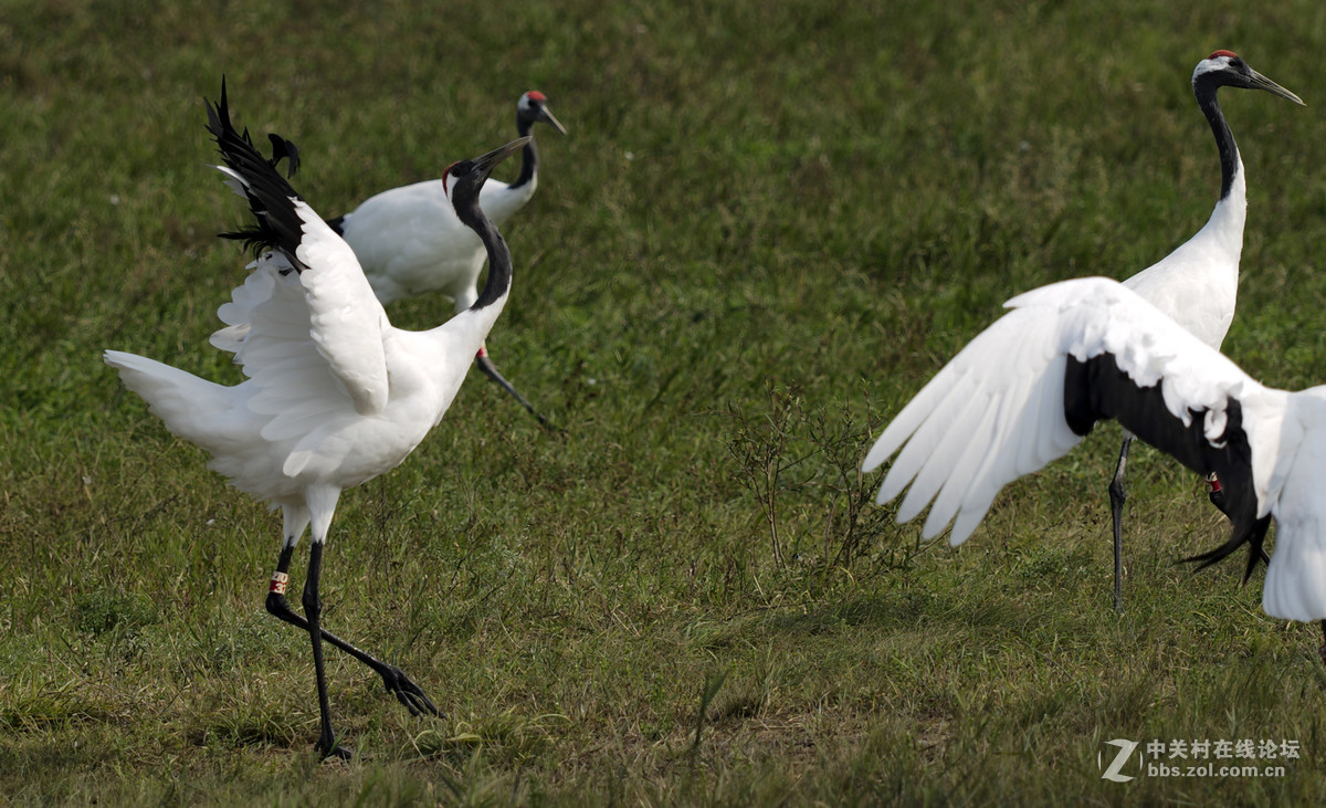 丹顶鹤，又称仙鹤。