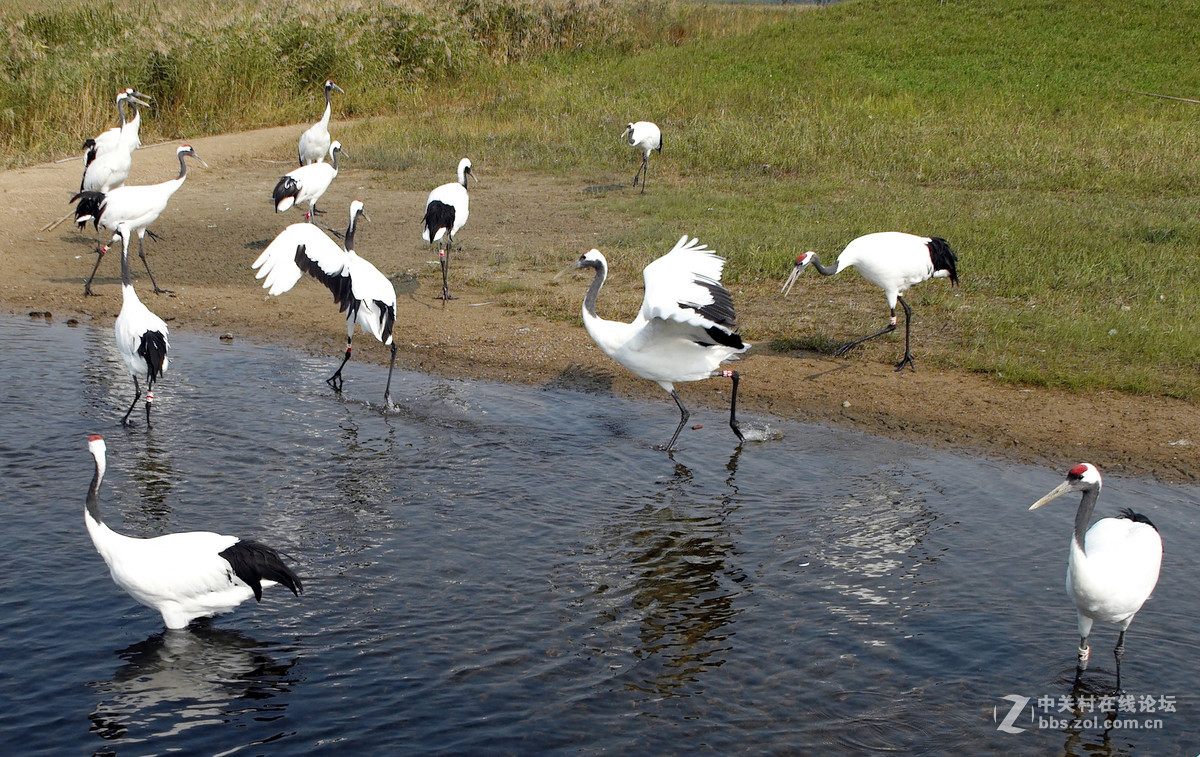 丹顶鹤，又称仙鹤。
