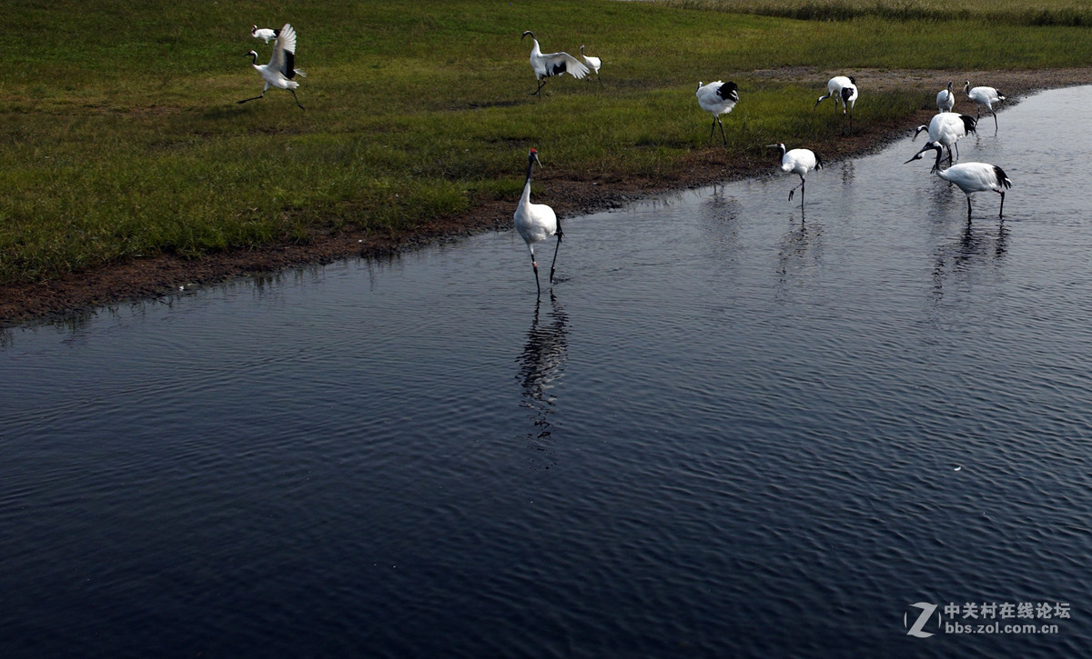 丹顶鹤，又称仙鹤。
