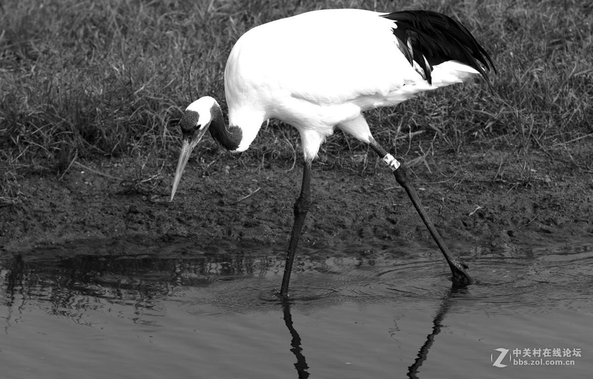 丹顶鹤，又称仙鹤。