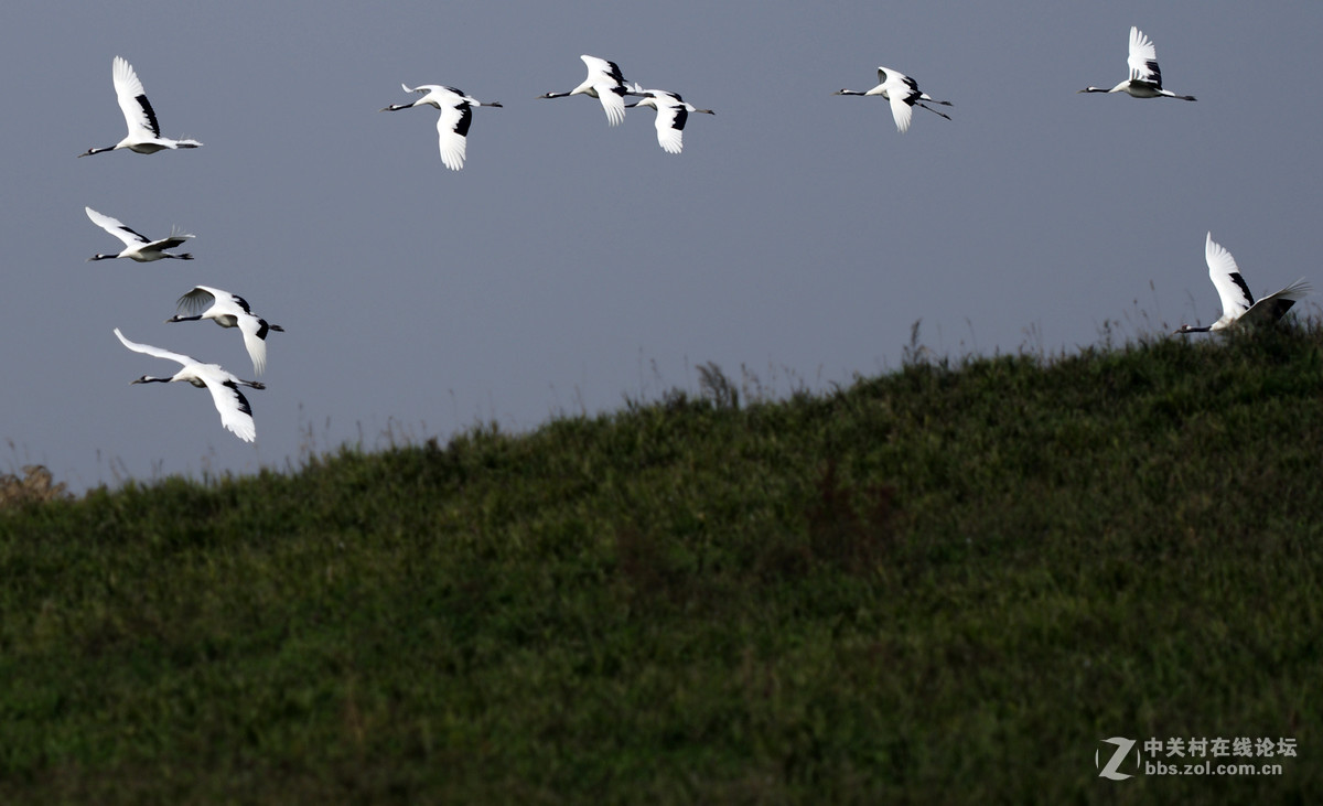 丹顶鹤，又称仙鹤。