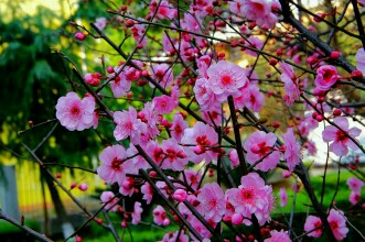 一片丹心向阳开