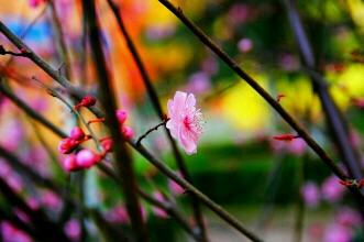 一片丹心向阳开