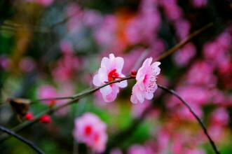 一片丹心向阳开