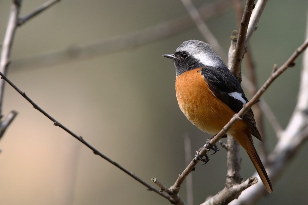 170302－北红尾鸲