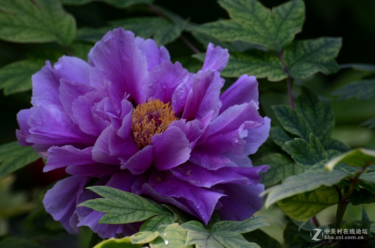 紫牡丹花图片大全大图图片