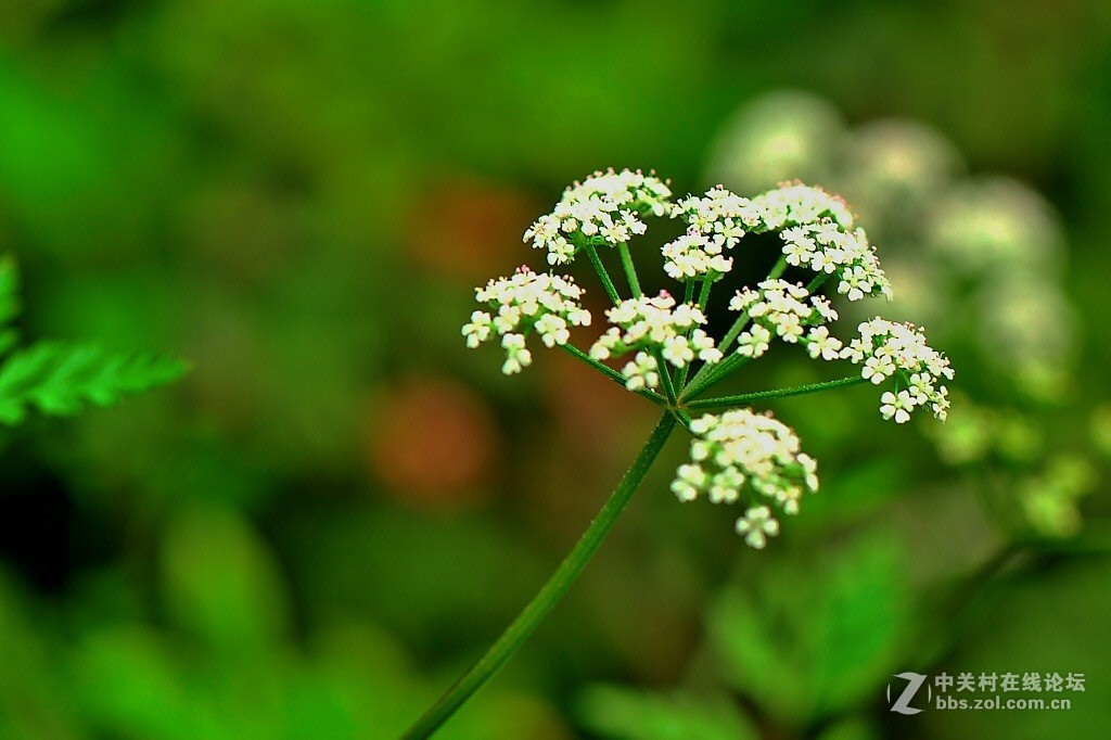 野毛野草拍着玩