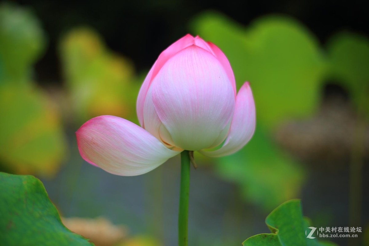 刚买的佳能EF 50mm f/1.8 STM试拍荷花。