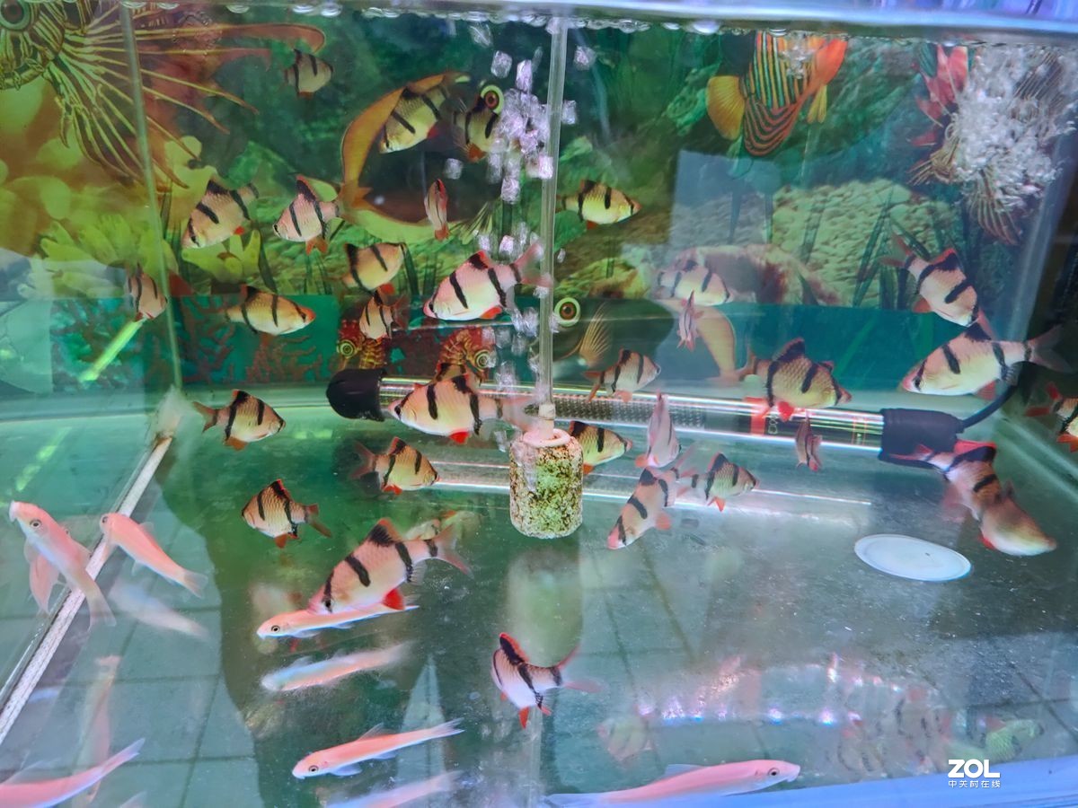 花鱼鱼
