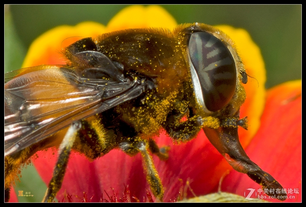 秋虫趣拍六黑蜂