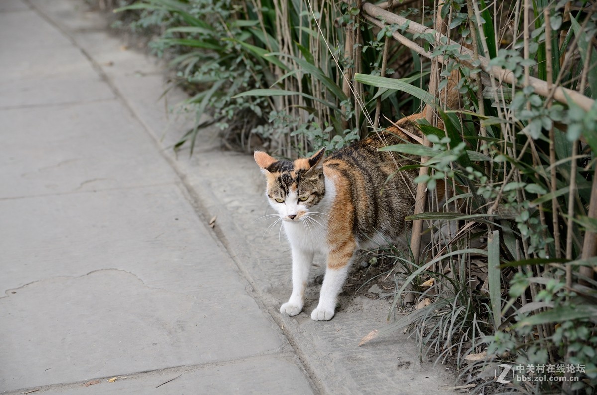 文殊院始建于隋大业年间（605-617）。康熙三十六年（1697年）集资重建庙宇，改称文殊