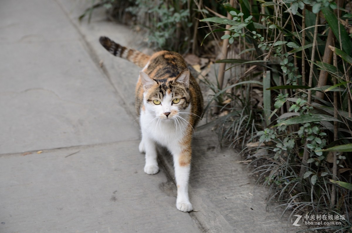 文殊院始建于隋大业年间（605-617）。康熙三十六年（1697年）集资重建庙宇，改称文殊