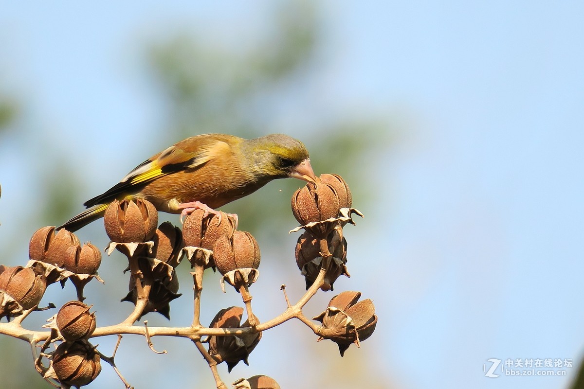 【金翅鸟】第三组（原片）