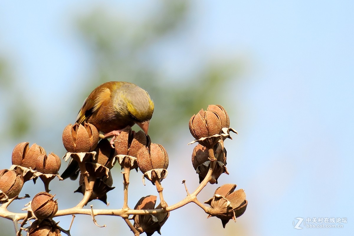 【金翅鸟】第三组（原片）