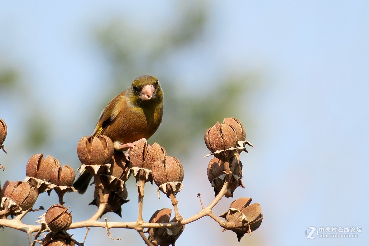 【金翅鸟】第三组（原片）
