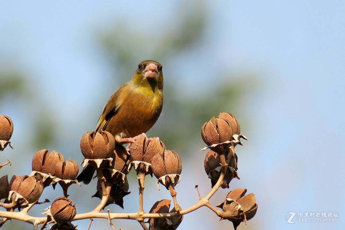 【金翅鸟】第三组（原片）