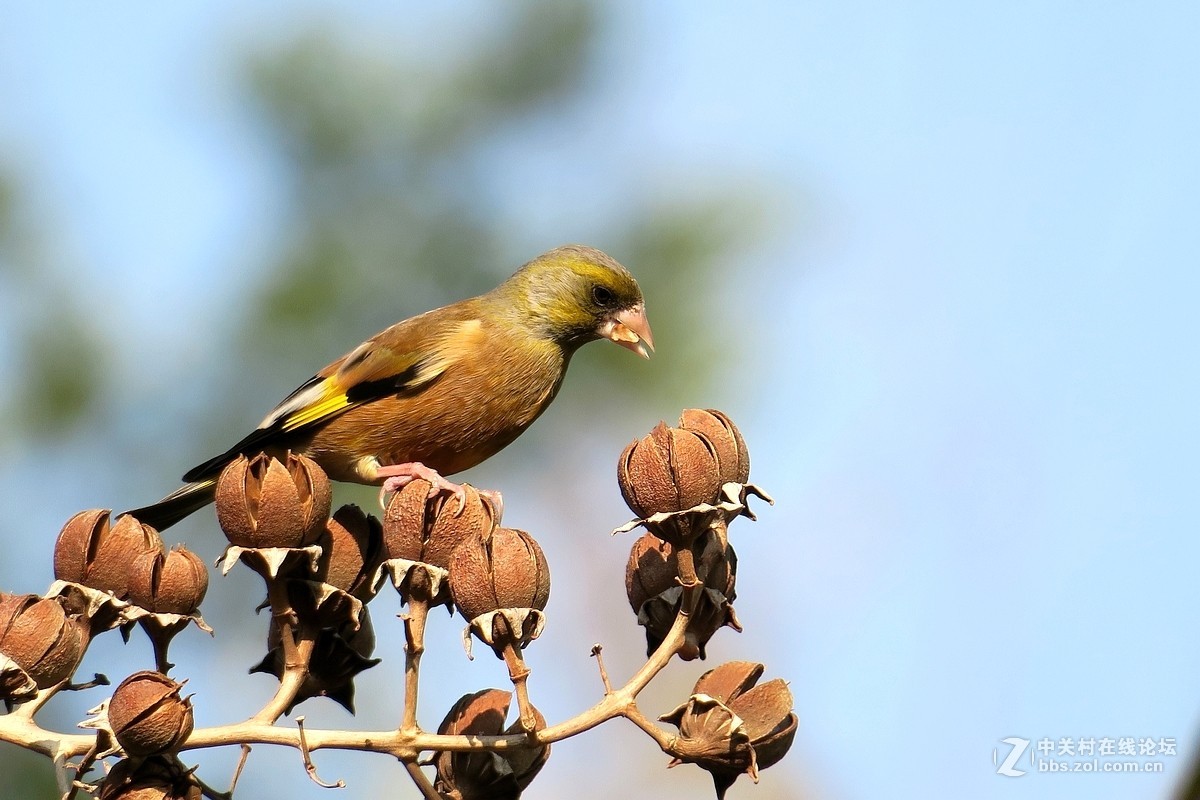 【金翅鸟】第三组（原片）