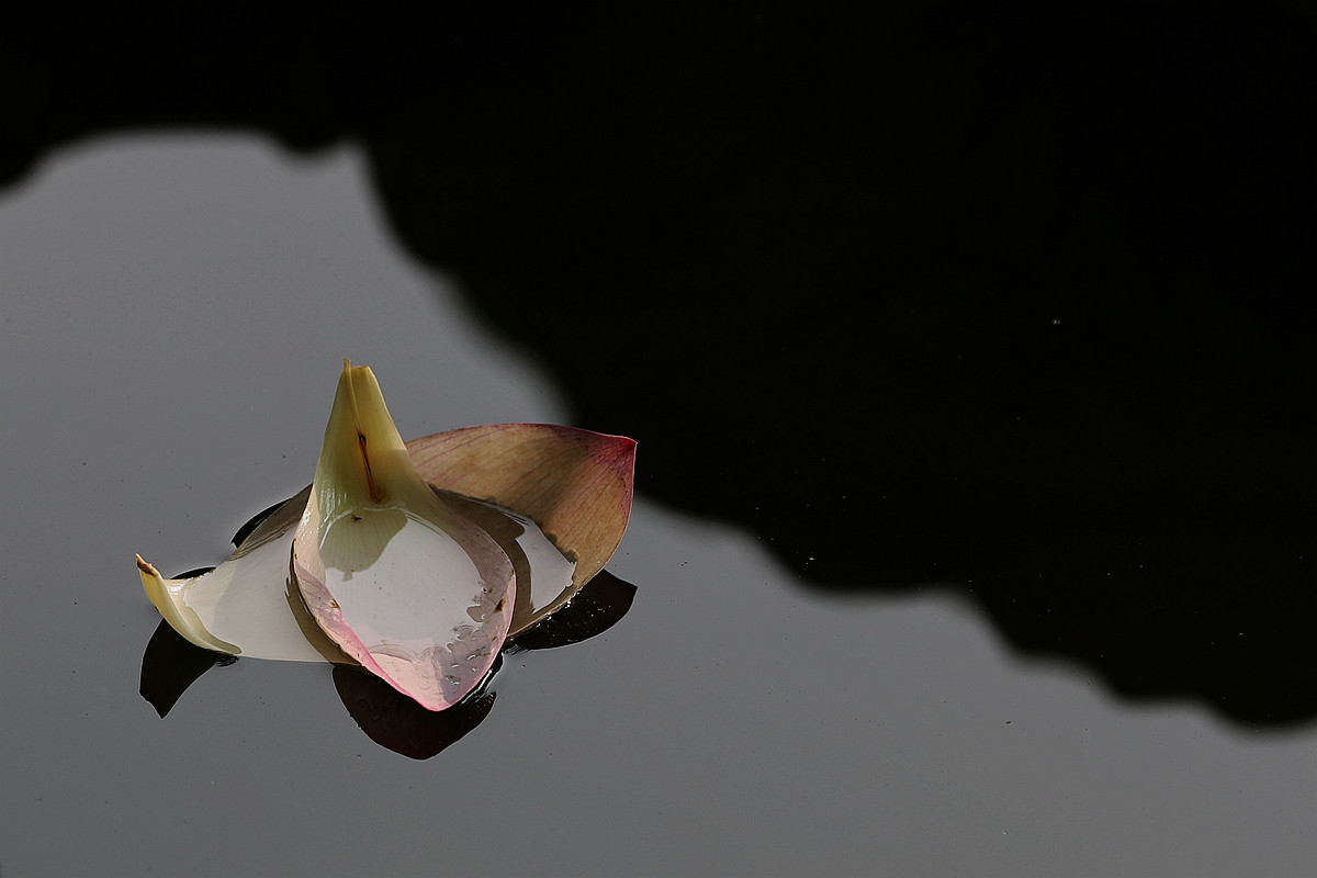 意將彩顏染池塘