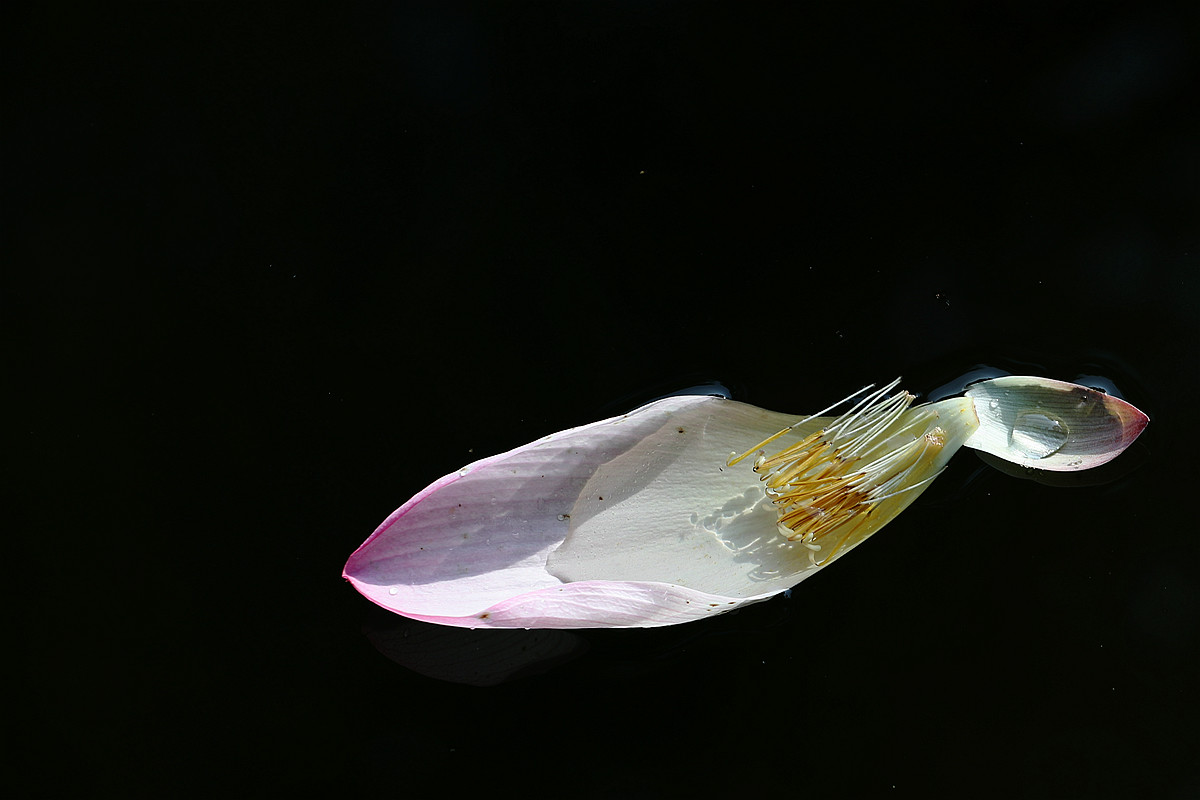 意將彩顏染池塘