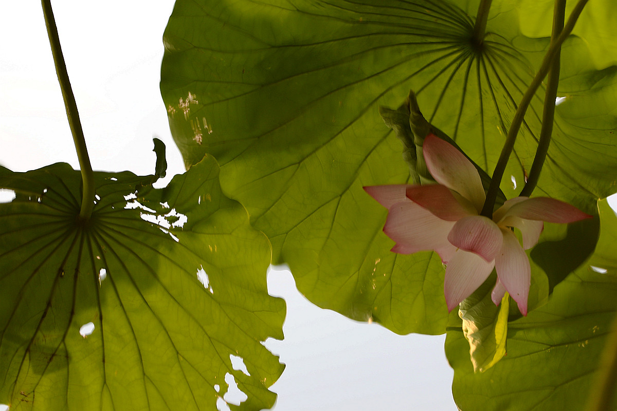 意將彩顏染池塘