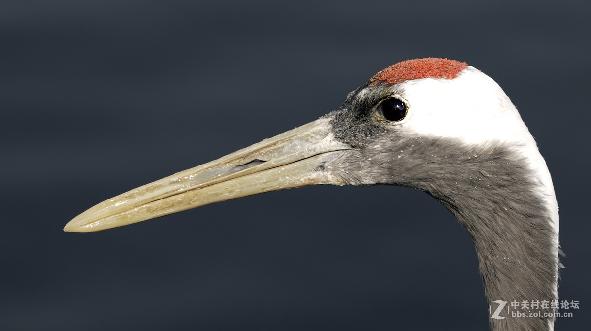 丹顶鹤，又称仙鹤。