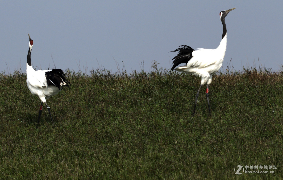 丹顶鹤，又称仙鹤。