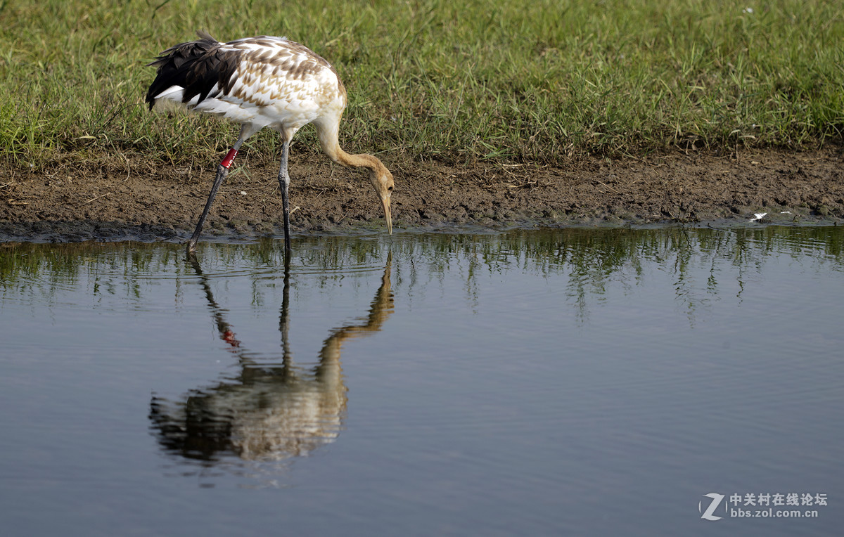 丹顶鹤，又称仙鹤。