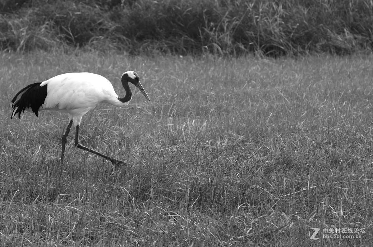 丹顶鹤，又称仙鹤。