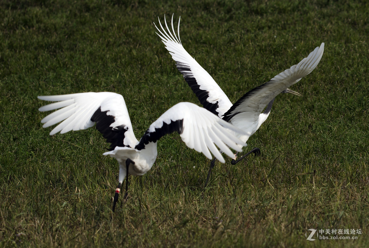 丹顶鹤，又称仙鹤。