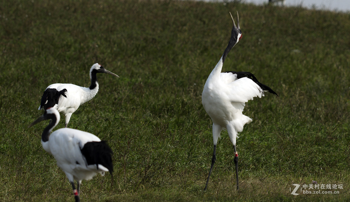 丹顶鹤，又称仙鹤。