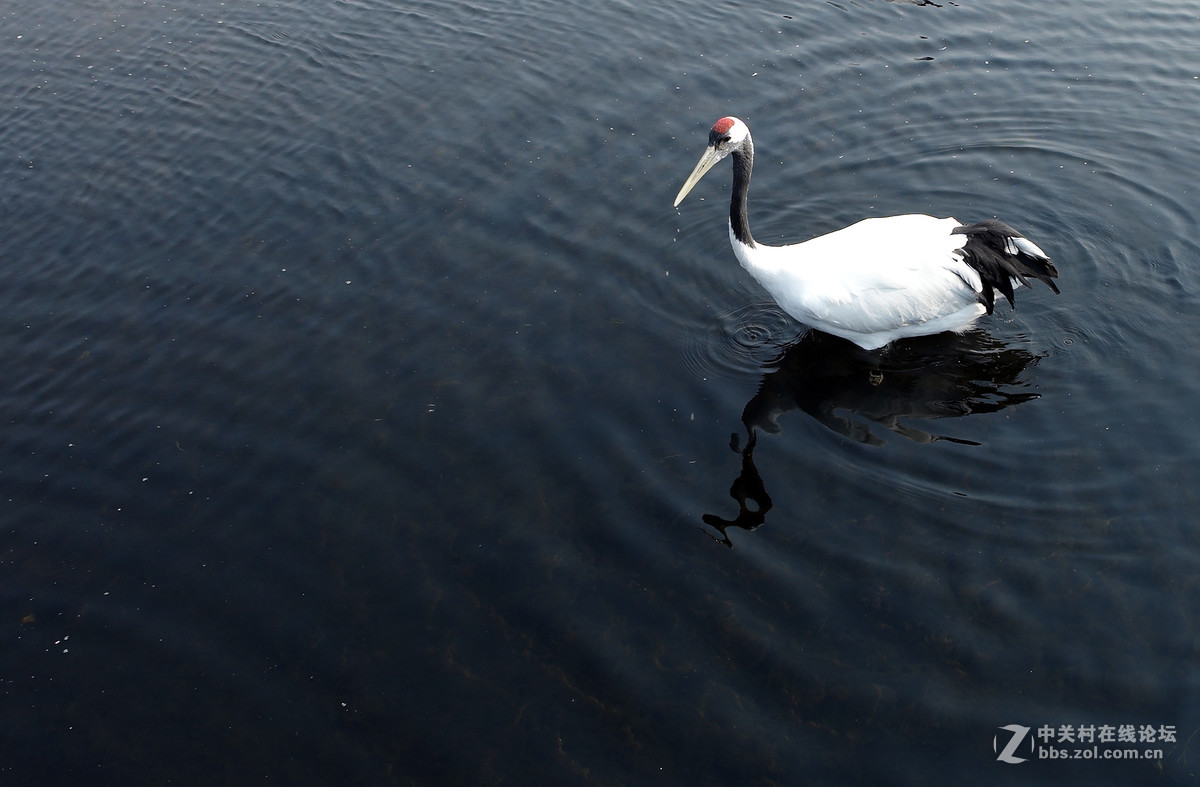 丹顶鹤，又称仙鹤。