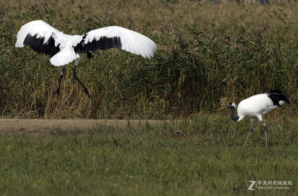 丹顶鹤，又称仙鹤。