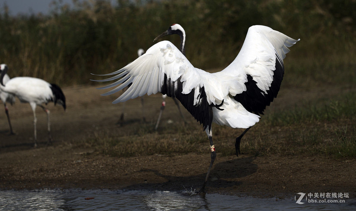 丹顶鹤，又称仙鹤。