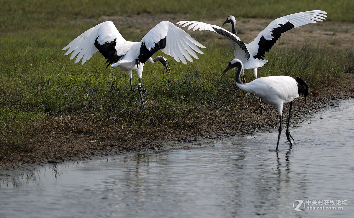 丹顶鹤，又称仙鹤。