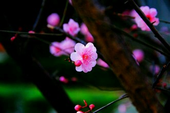 一片丹心向阳开