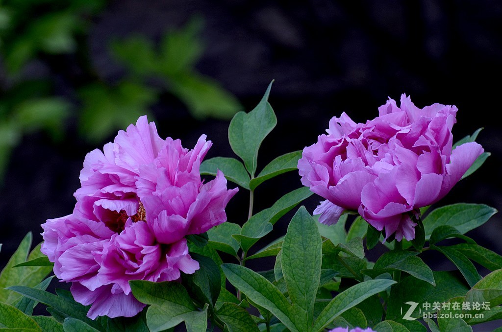 紫色牡丹花
