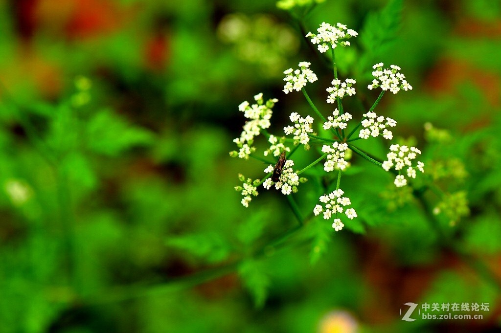 野毛野草拍着玩