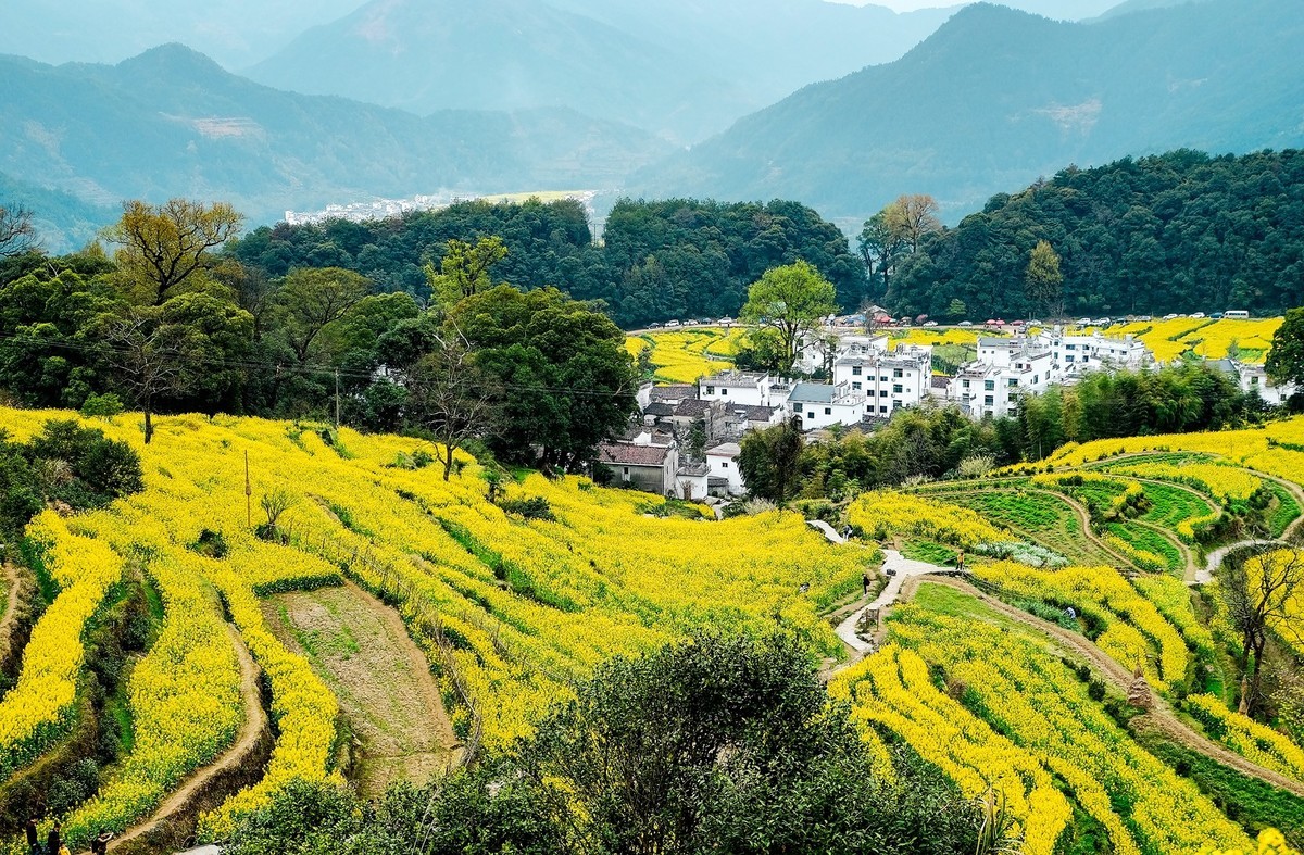 再游婺源江岭油菜花