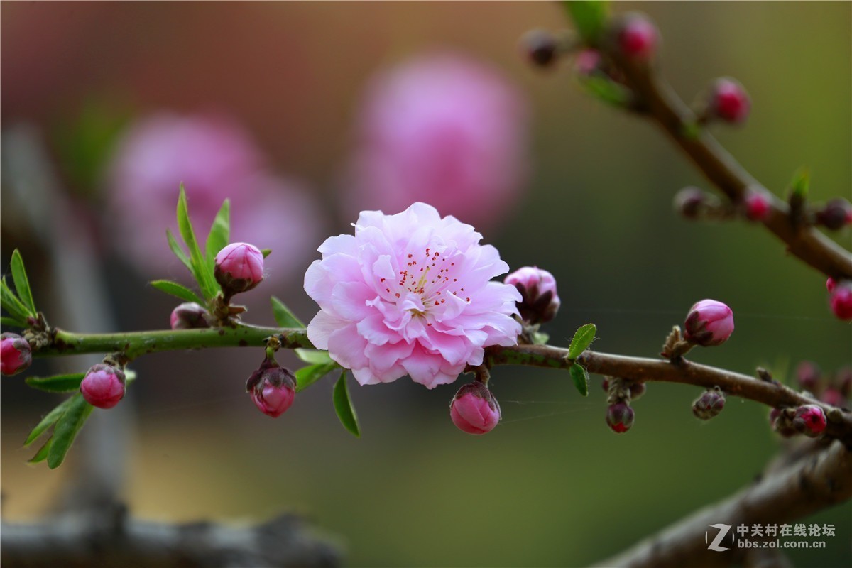 植物园拍花，10碧桃花。