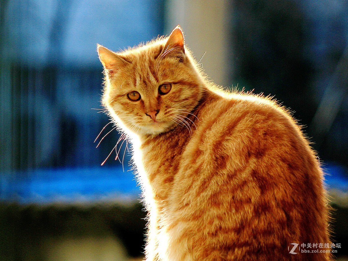 #佳能EOS M6-定格光影#——一只大黄猫-中关村在线摄影论坛