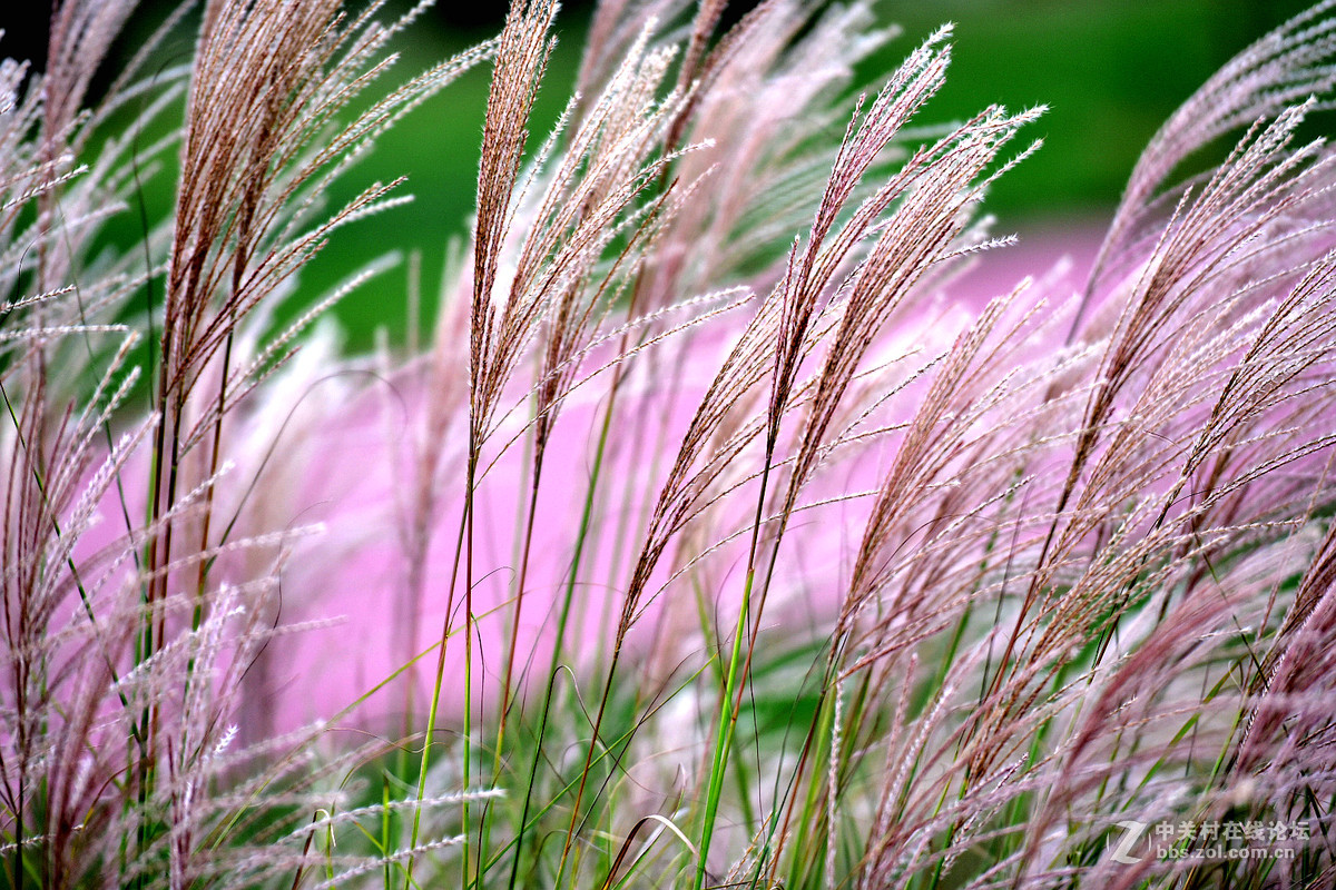 尼康D750+70-200镜头，鲜艳模式下，锐度7，ISO自动，光圈优先模式拍摄的图片，请指点