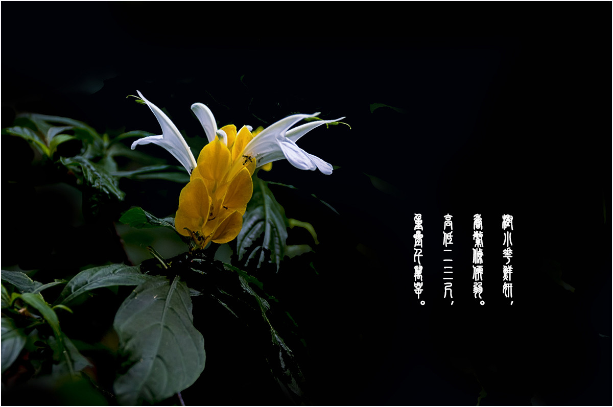 路边的野花！