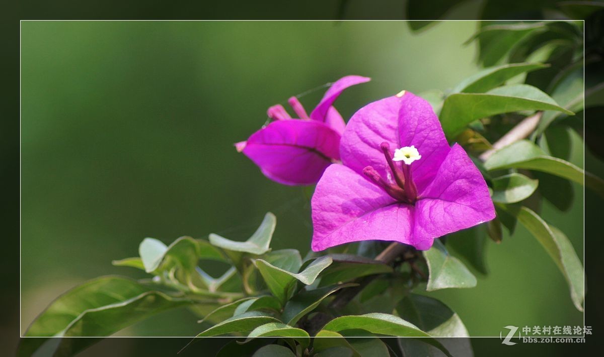 三角梅一组——祝好友晚之秋荣任佳能5DsR星空(中国)版主！