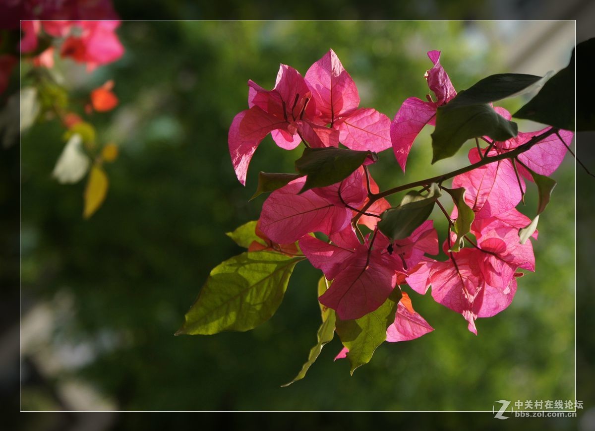 三角梅一组——祝好友晚之秋荣任佳能5DsR星空(中国)版主！